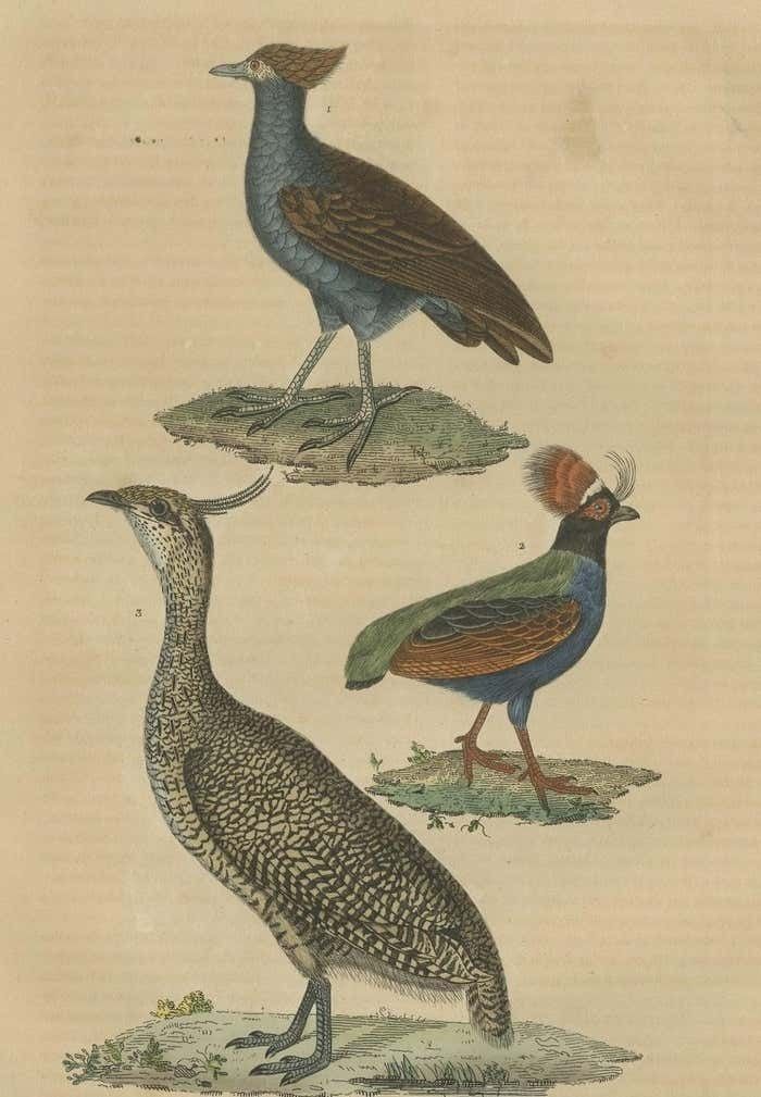 Bird Print Of A Malay Scrubfowl, Black Rumped Buttonquail And The Elegant Trogon photo furniture
