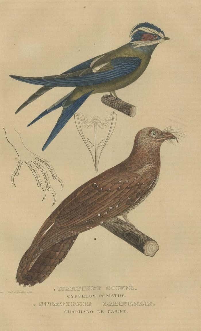 Original Hand Colored Bird Print Of An Oilbird And A Crested Swift photo for sale