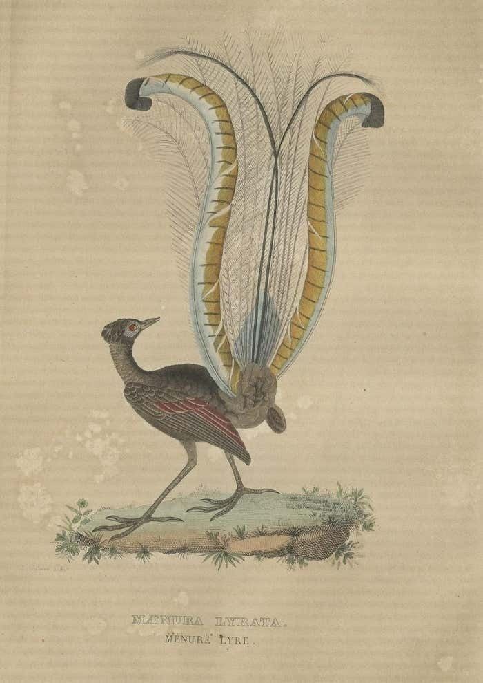 Original Hand Colored Bird Print Of The Superb Lyrebird Of Australia (Male) photo for sale
