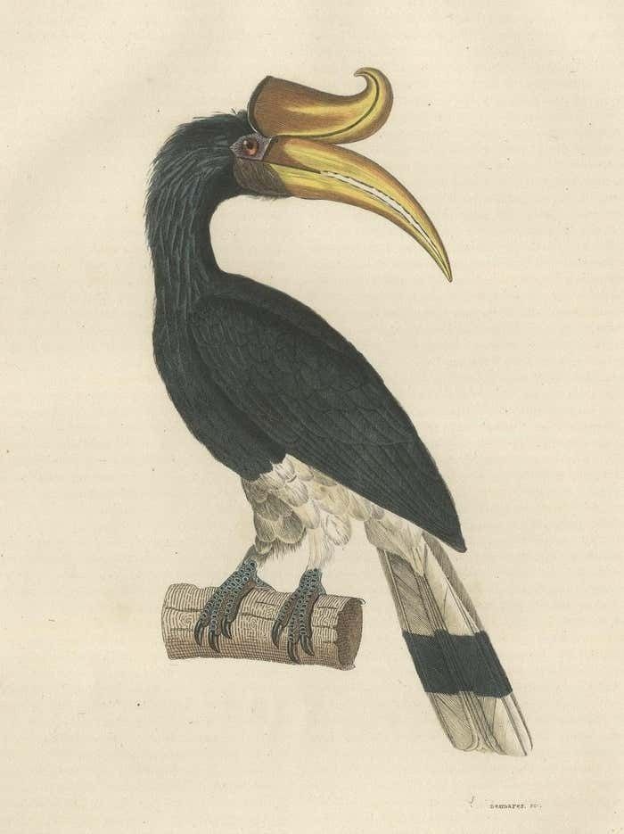 Amazing Original Bird Print Of The Rhinoceros Hornbill photo for sale