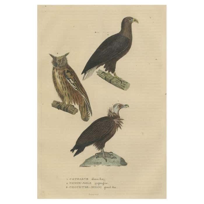 Original Bird Print Of The Vulture, An Eagle Falcon And An Owl