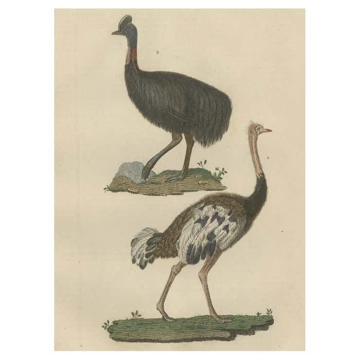 Decorative Old Hand Colored Bird Print Of An Ostrich And Cassowary