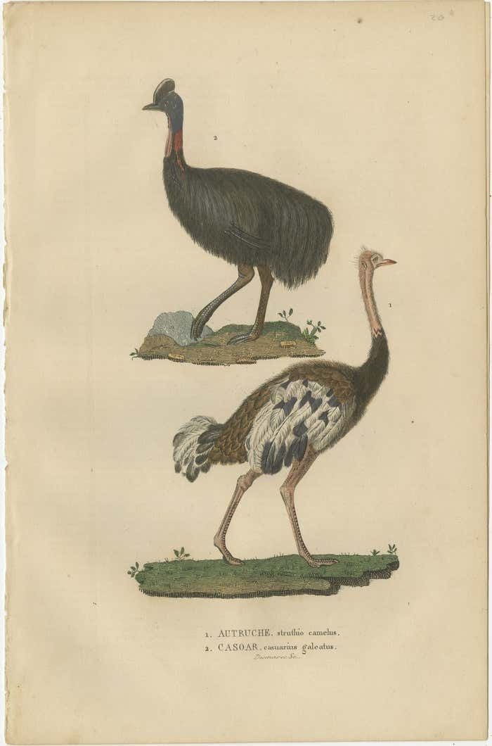 Decorative Old Hand Colored Bird Print Of An Ostrich And Cassowary photo furniture