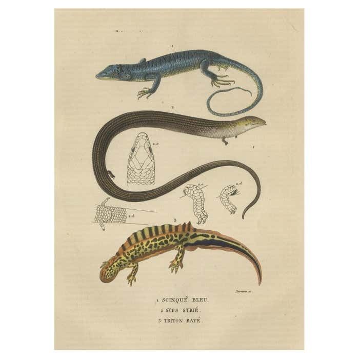 Original Old Print Of A Blue Skink Lizard, A Striped Lizard And A Triton Lizard