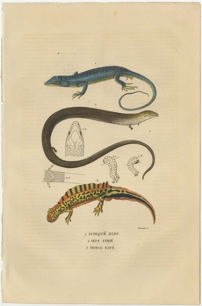 Original Old Print Of A Blue Skink Lizard, A Striped Lizard And A Triton Lizard photo furniture