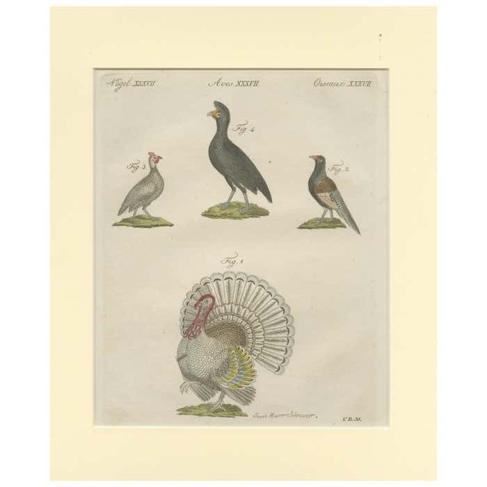 Antique Print Of A Wild Turkey, Pheasant, Helmeted Guineafowl And Curassow Bird