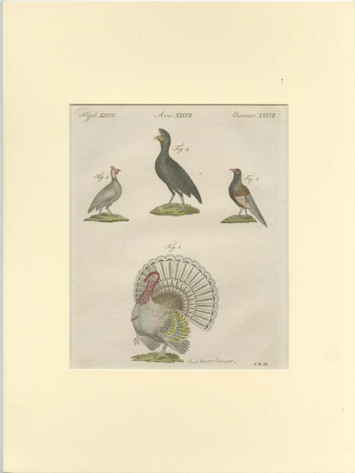 Antique Print Of A Wild Turkey, Pheasant, Helmeted Guineafowl And Curassow Bird photo furniture