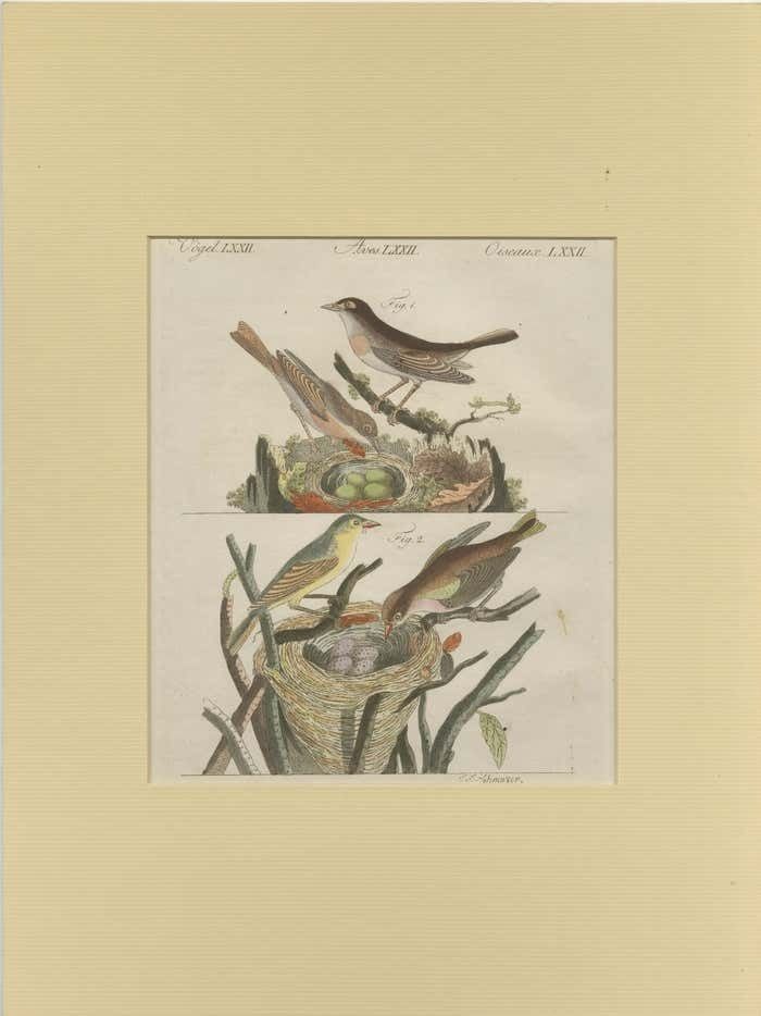Antique Bird Print Of Nightingales photo furniture