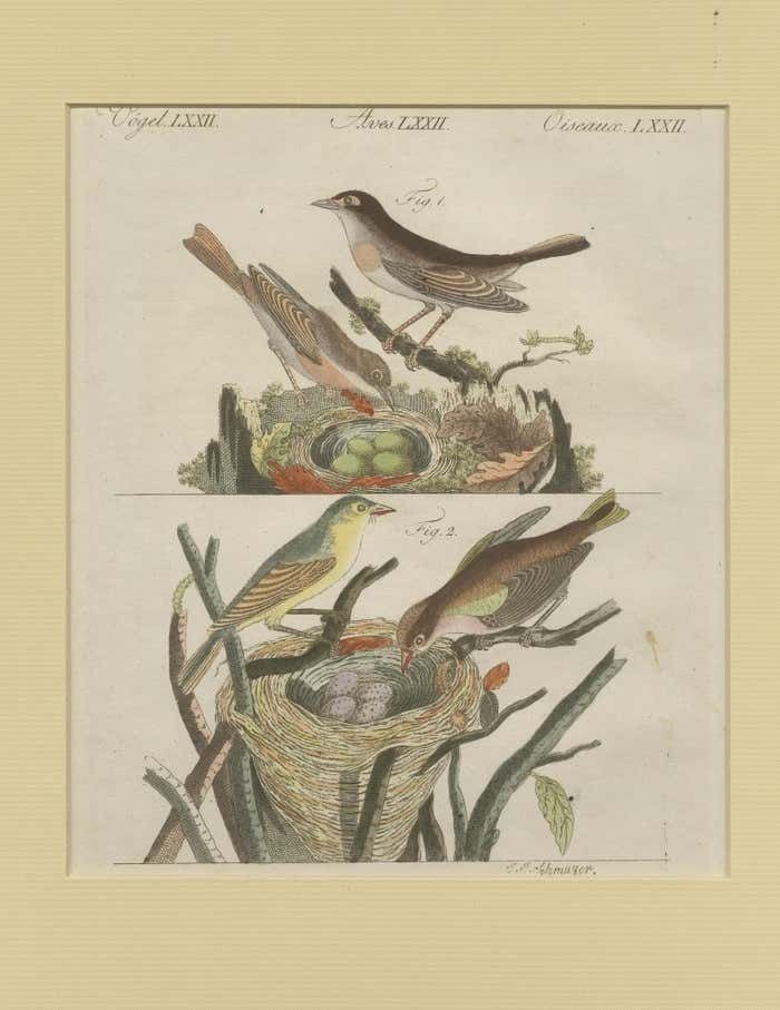 Antique Bird Print Of Nightingales photo for sale