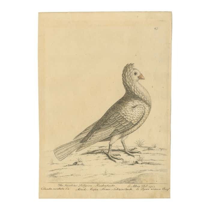 Antique Bird Print Of A White Jacobin Pigeon