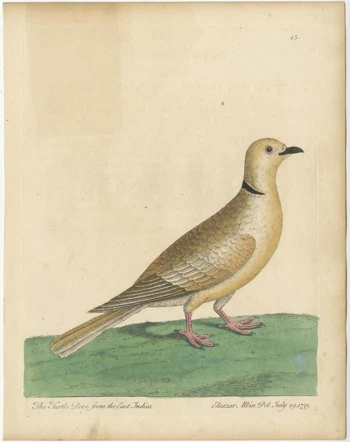 Antique Bird Print Of A Turtle Dove From The East Indies photo furniture