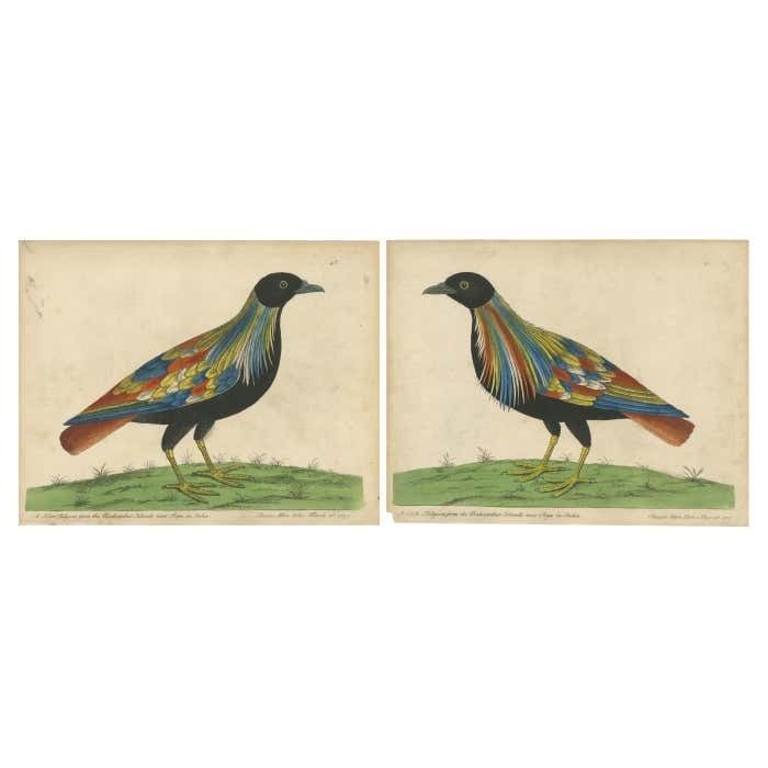 Set Of 2 Antique Bird Prints Of Pigeons From The Region Of Pegu, Myanmar