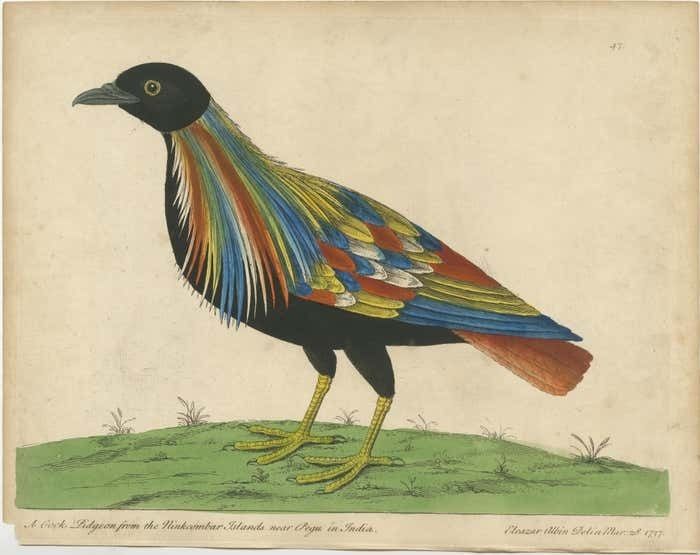 Set Of 2 Antique Bird Prints Of Pigeons From The Region Of Pegu, Myanmar photo for sale