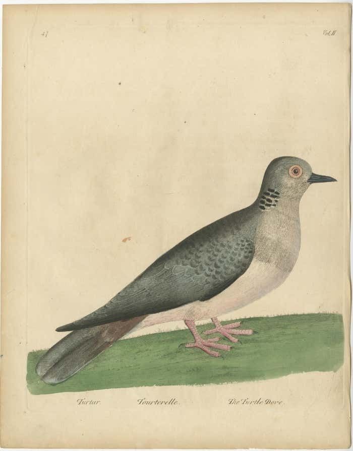 Antique Bird Print Of A Turtle Dove photo furniture