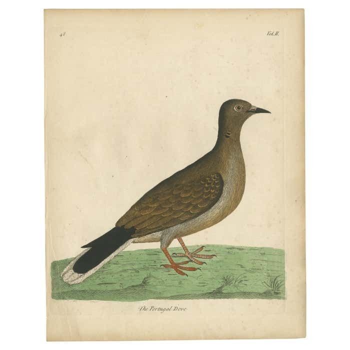 Antique Bird Print Of A Portugal Dove