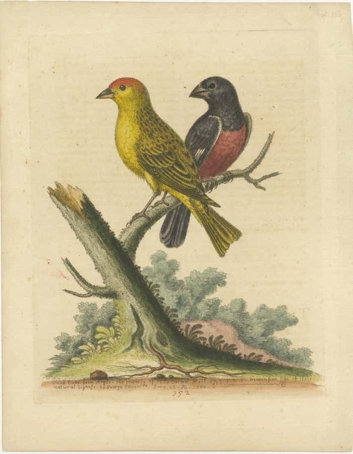 Antique Bird Print Of Small Birds From Angola photo furniture