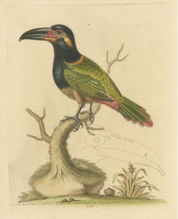 Antique Bird Print Of The Green Toucan photo for sale