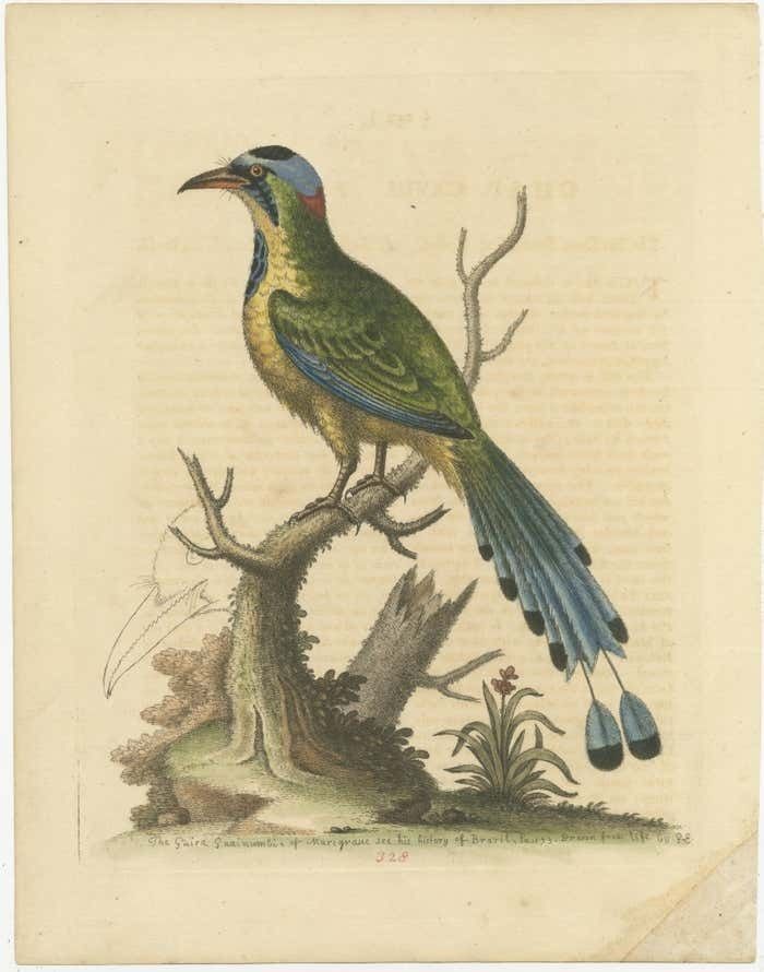 Antique Bird Print Of The Brasilian Saw Billed Roller photo furniture