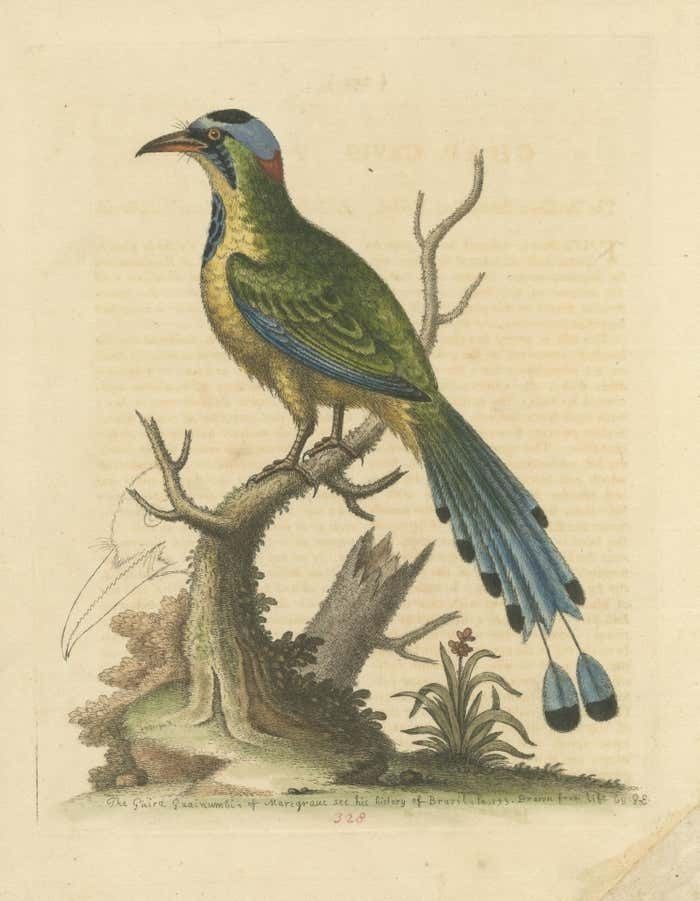 Antique Bird Print Of The Brasilian Saw Billed Roller photo for sale