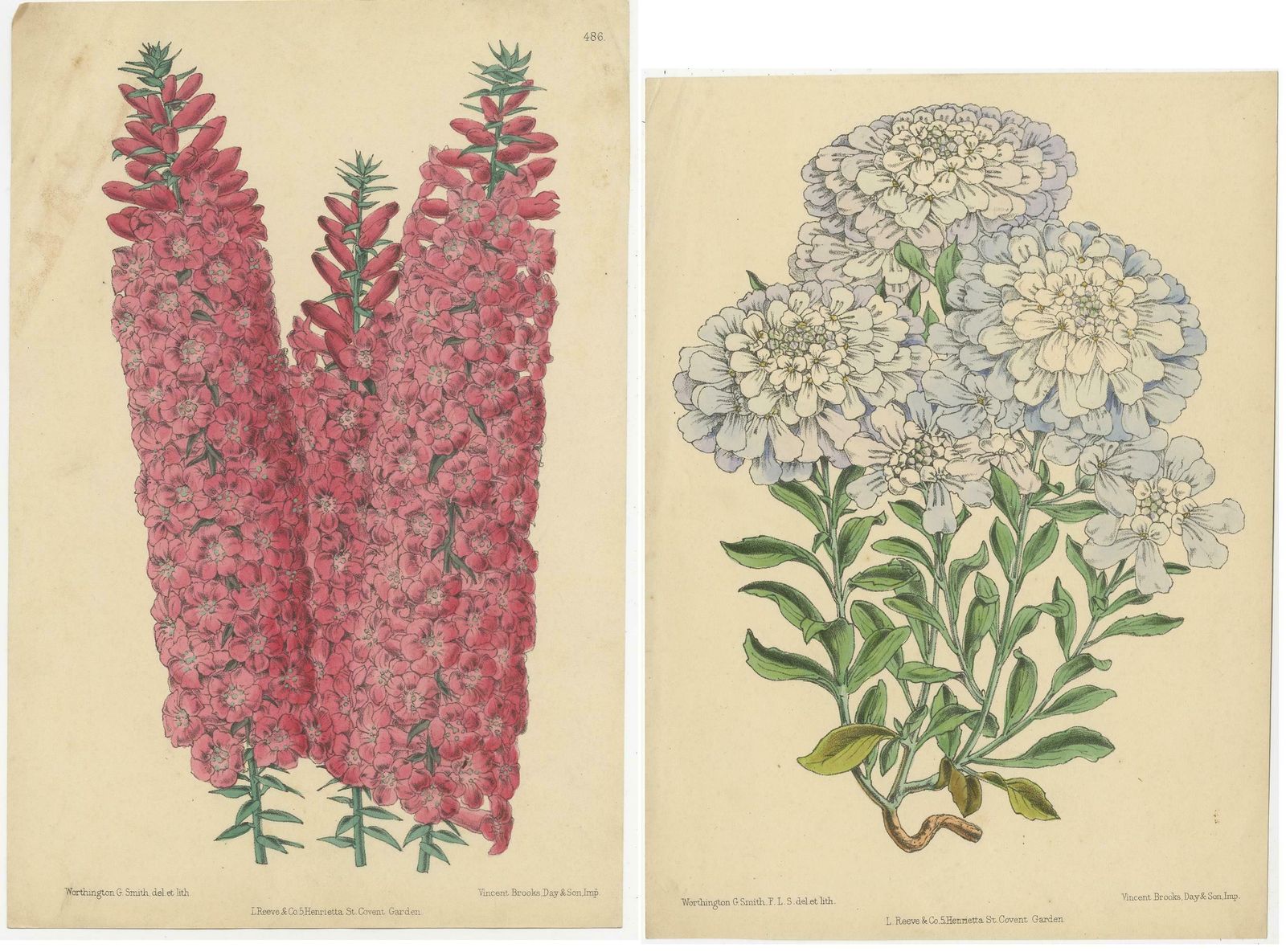 Set Of 2 Antique Botany Prints By Reeve 'C.1870' photo Art