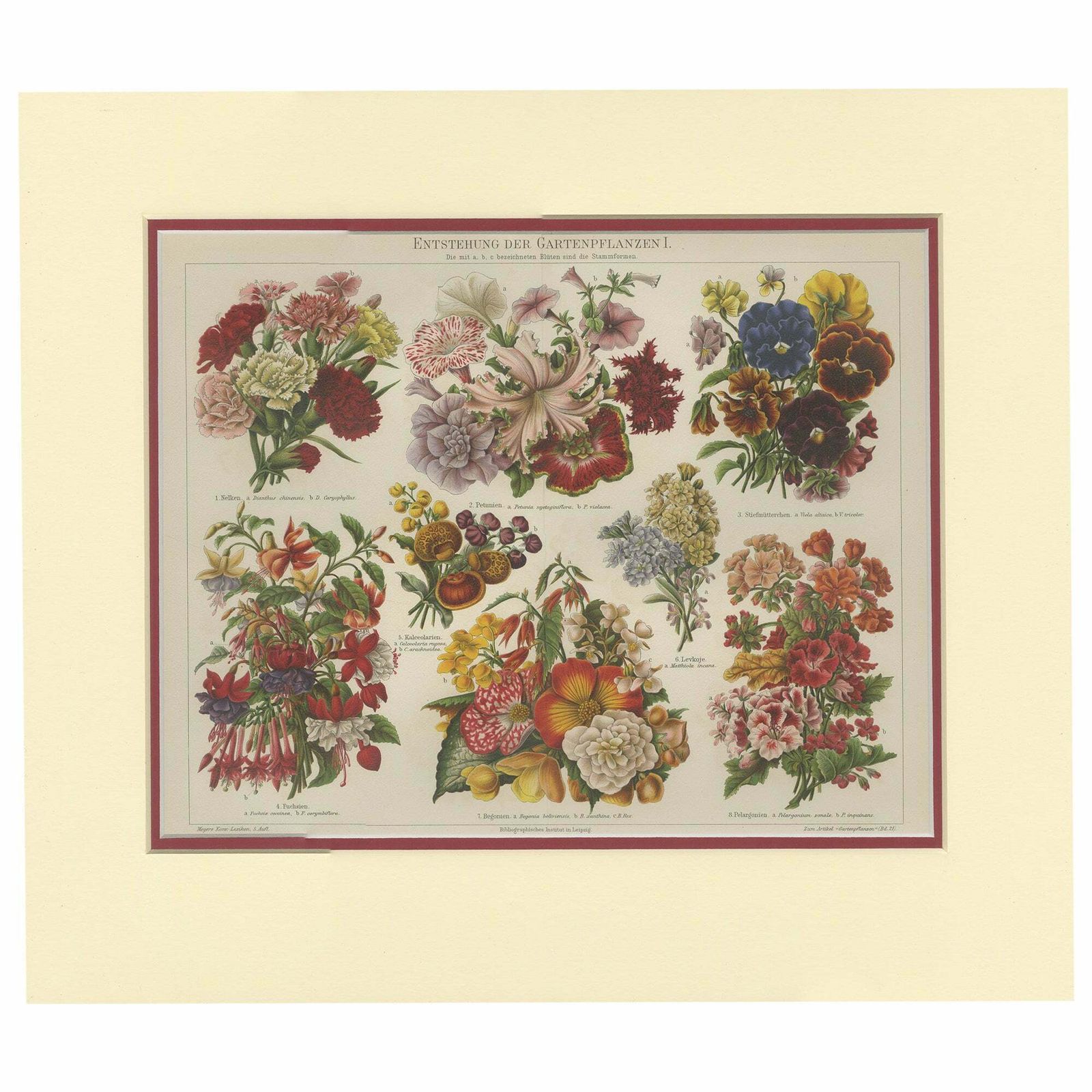 Antique Print Of Various Flowers By Meyer 'C.1895'