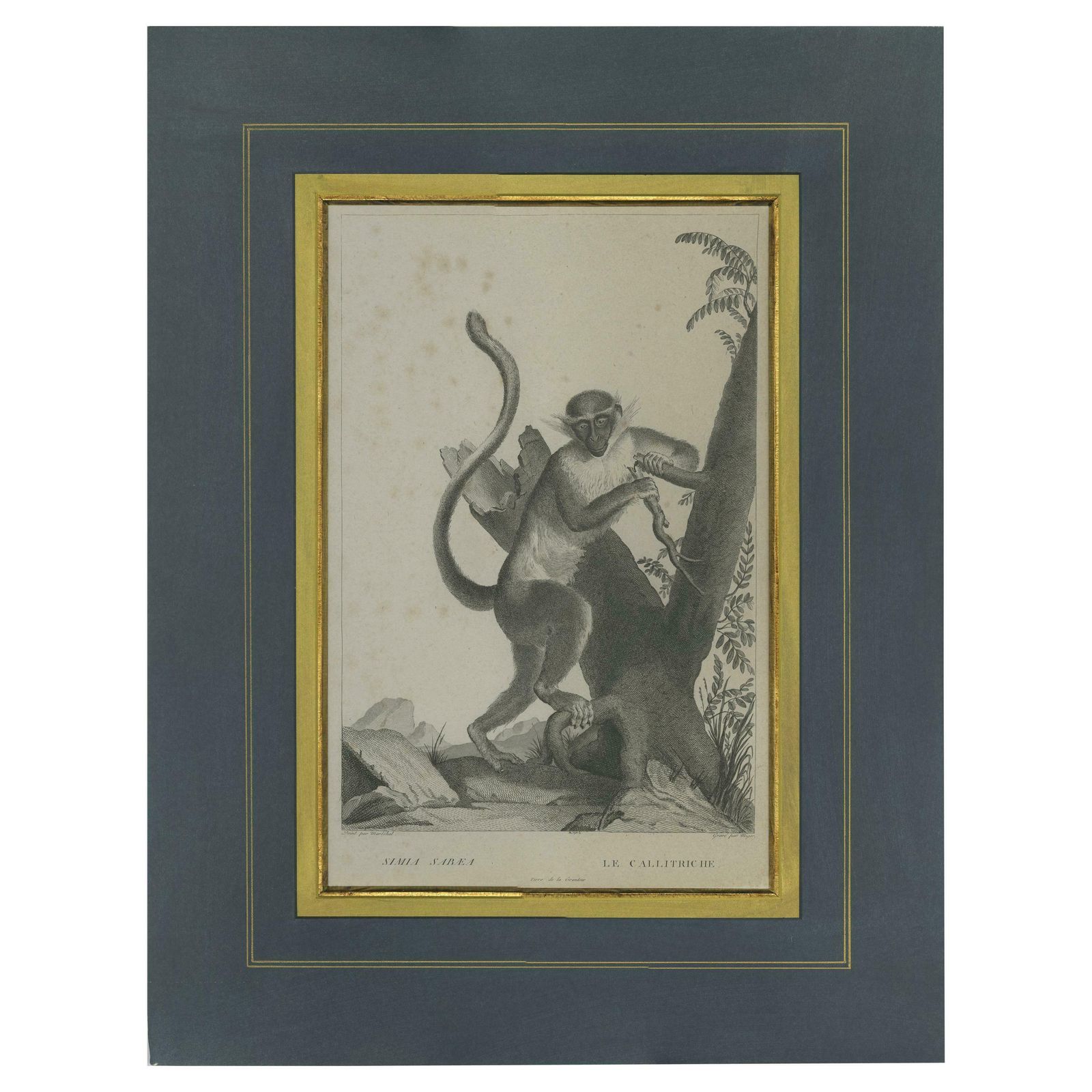 Antique Print Of The Green Monkey By Miger, 'C.1808'
