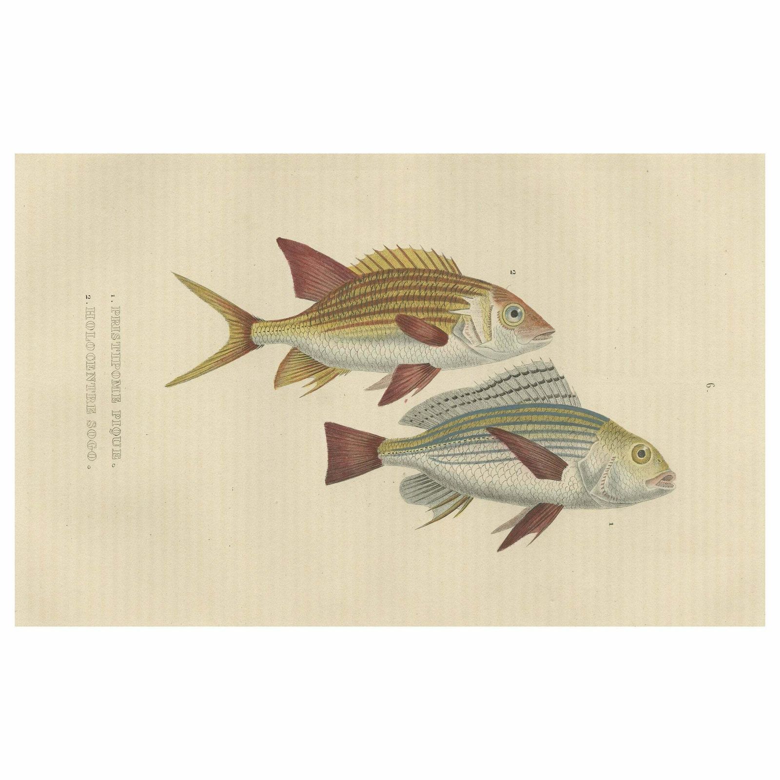 19th Century Sheepshead Seabream And Squirrelfish Antique Fish Print, 1845