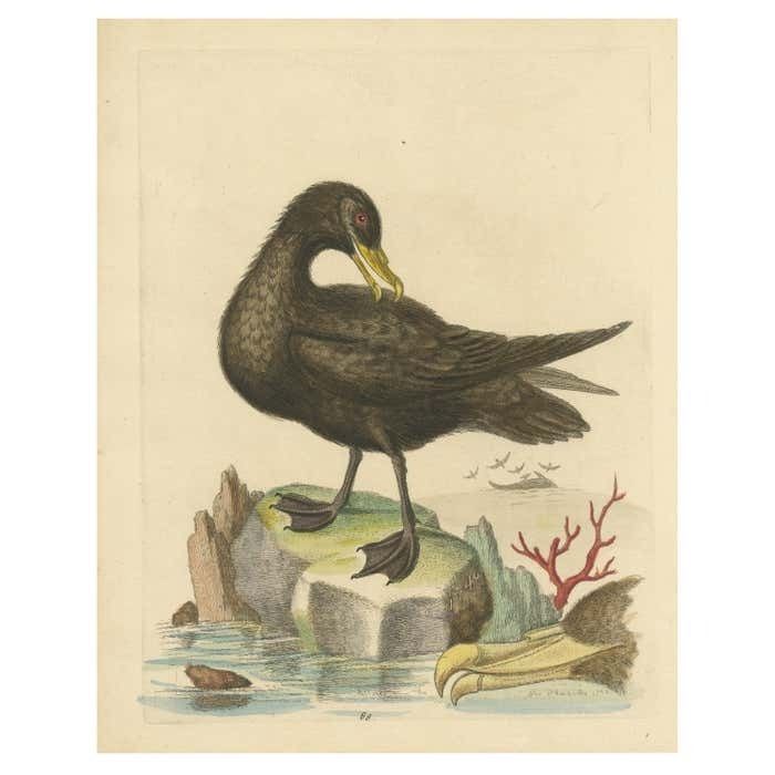 Antique Bird Print Of The Great Black Petrel