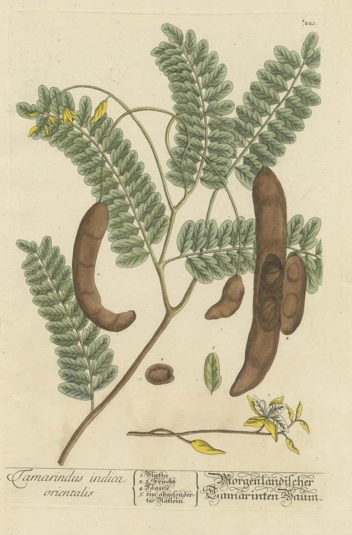 Antique Botanical Print Of A Tamarind Tree photo for sale