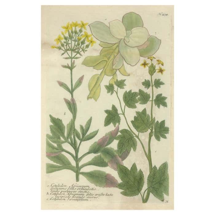 Hand Finished Mezzotint Engraving Of Three Cotyledon Species