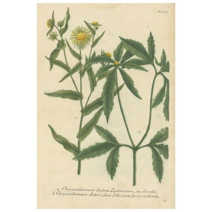 Hand Finished Mezzotint Engraving Of Two Chrysanthemum Species