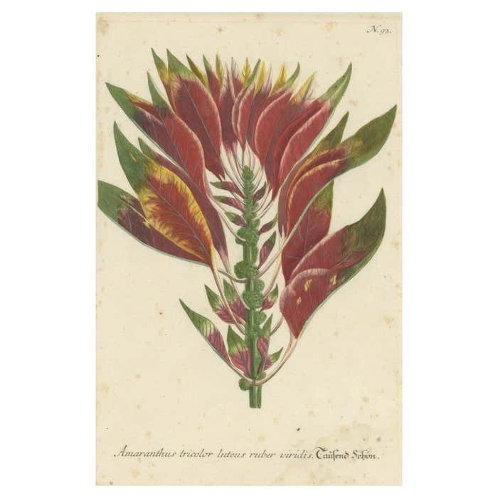 Hand Finished Mezzotint Engraving Of Amaranthus Tricolor