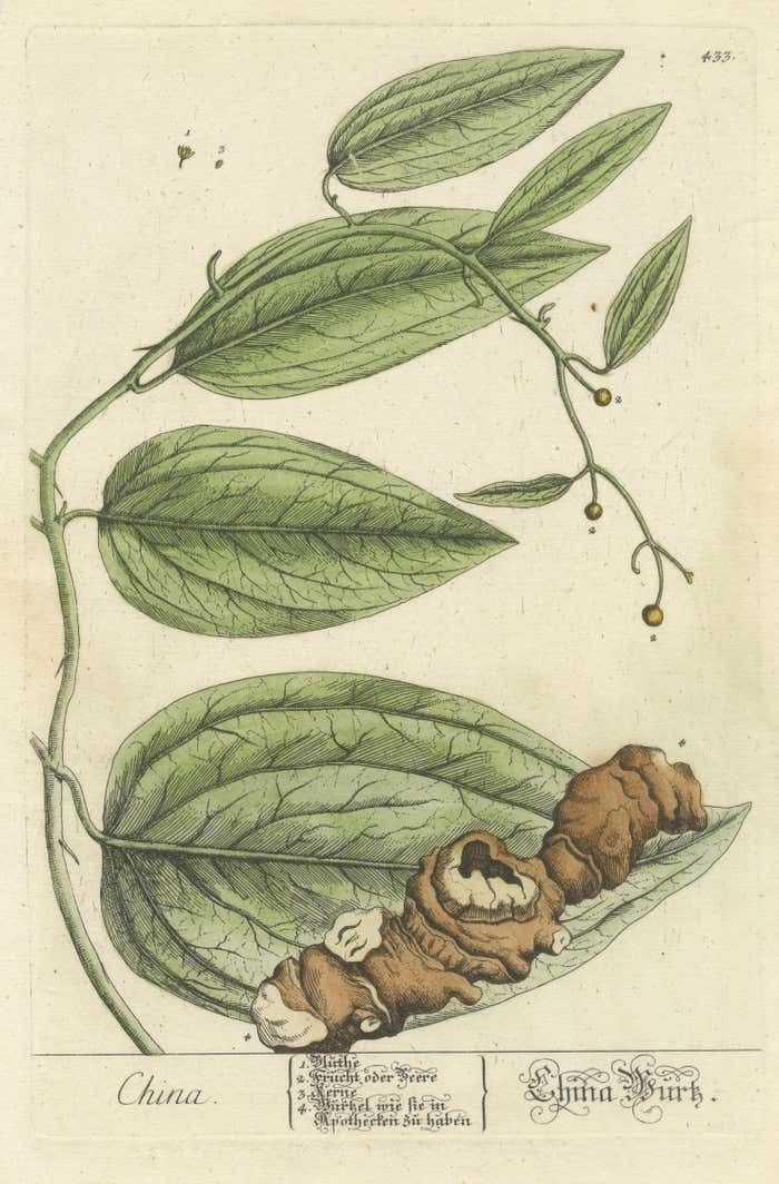 Antique Botanical Print Of Chinaroot photo Art