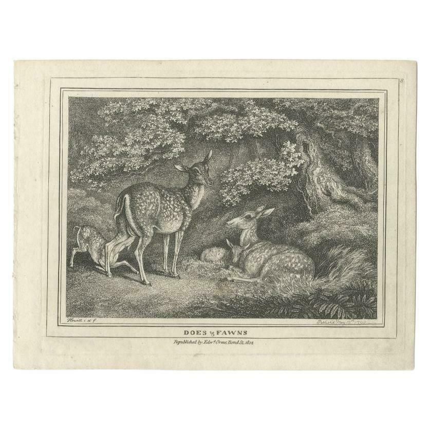 Antique Print Of Deers By Howitt '1812'