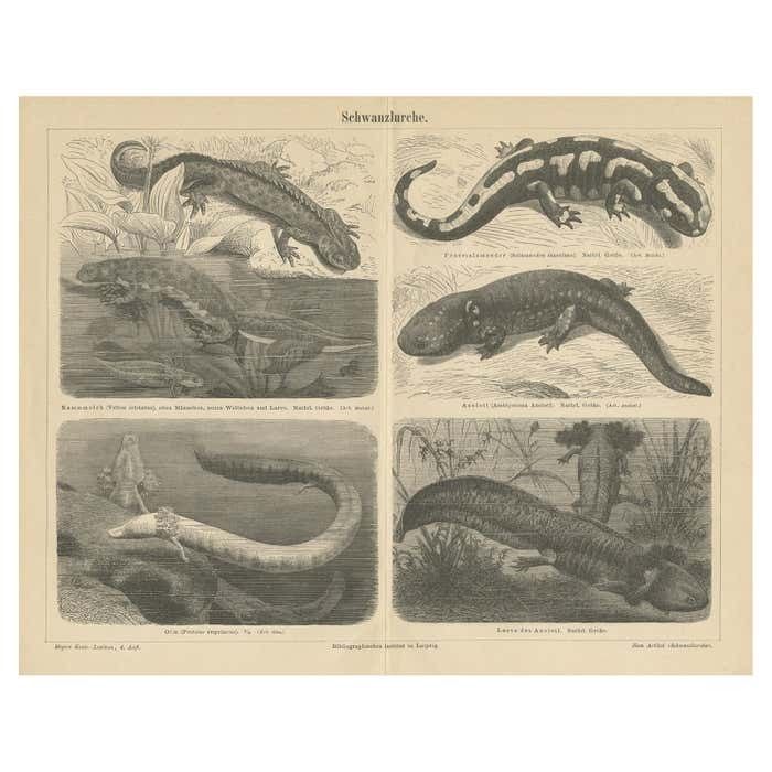 Original Antique Lithograph Of Various Tailed Amphibians, Circa 1890