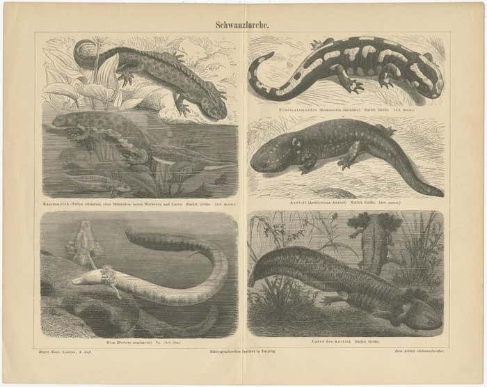 Original Antique Lithograph Of Various Tailed Amphibians, Circa 1890 photo furniture