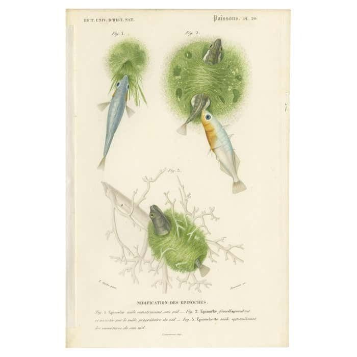 Antique Print Of Stickleback Fishes