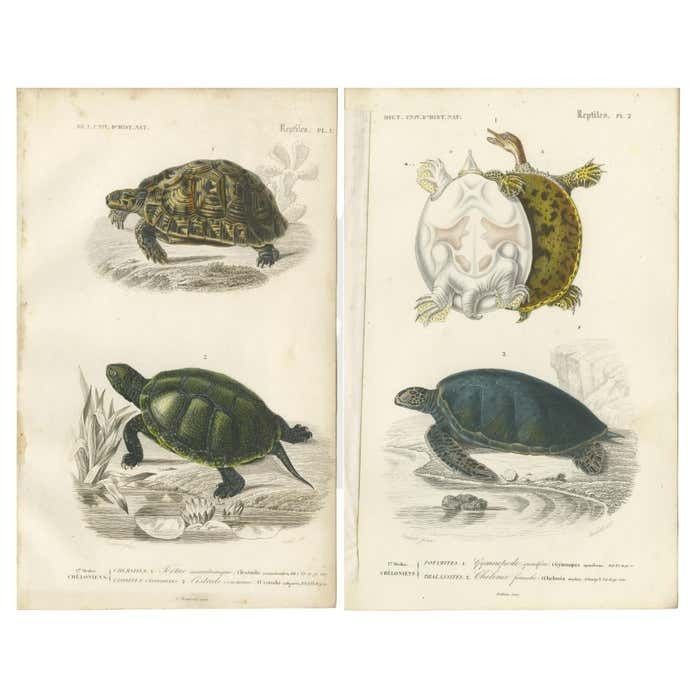 Set Of 2 Original Antique Prints Of Turtles
