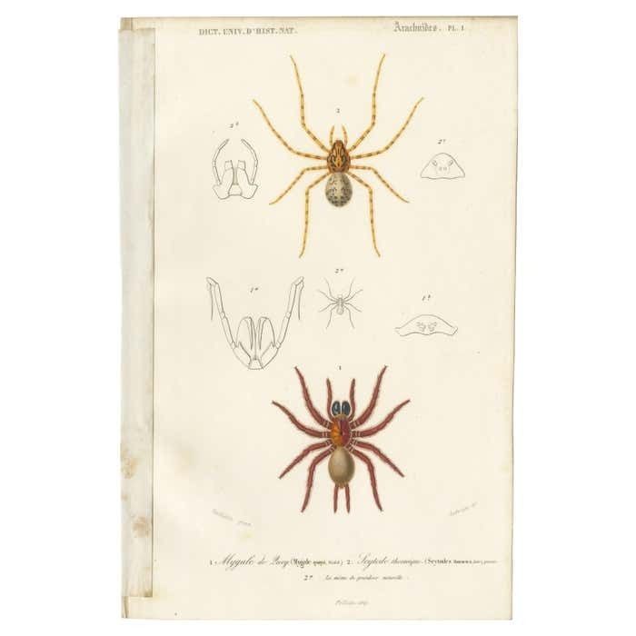 Antique Print Of The Black Tunnelweb Spider And Spitting Spider