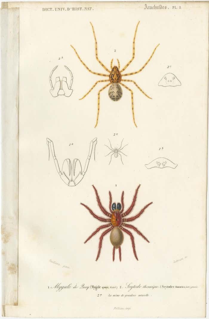 Antique Print Of The Black Tunnelweb Spider And Spitting Spider photo furniture