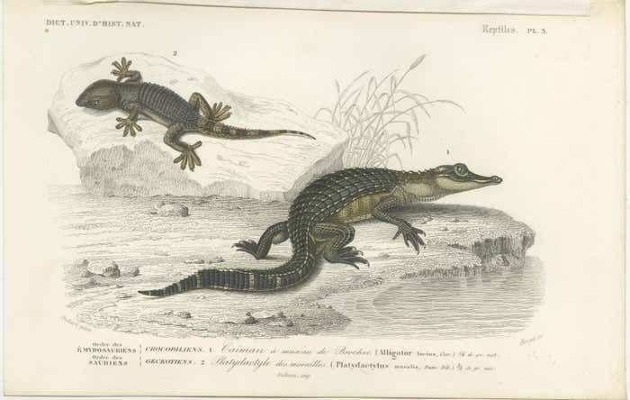 Antique Print Of A Caiman And Common Wall Gecko photo furniture