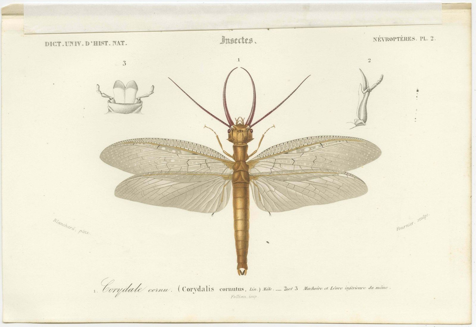 Set Of 3 Antique Prints Of A Lantern Fly, Cicada And The Eastern Dobsonfly photo Art