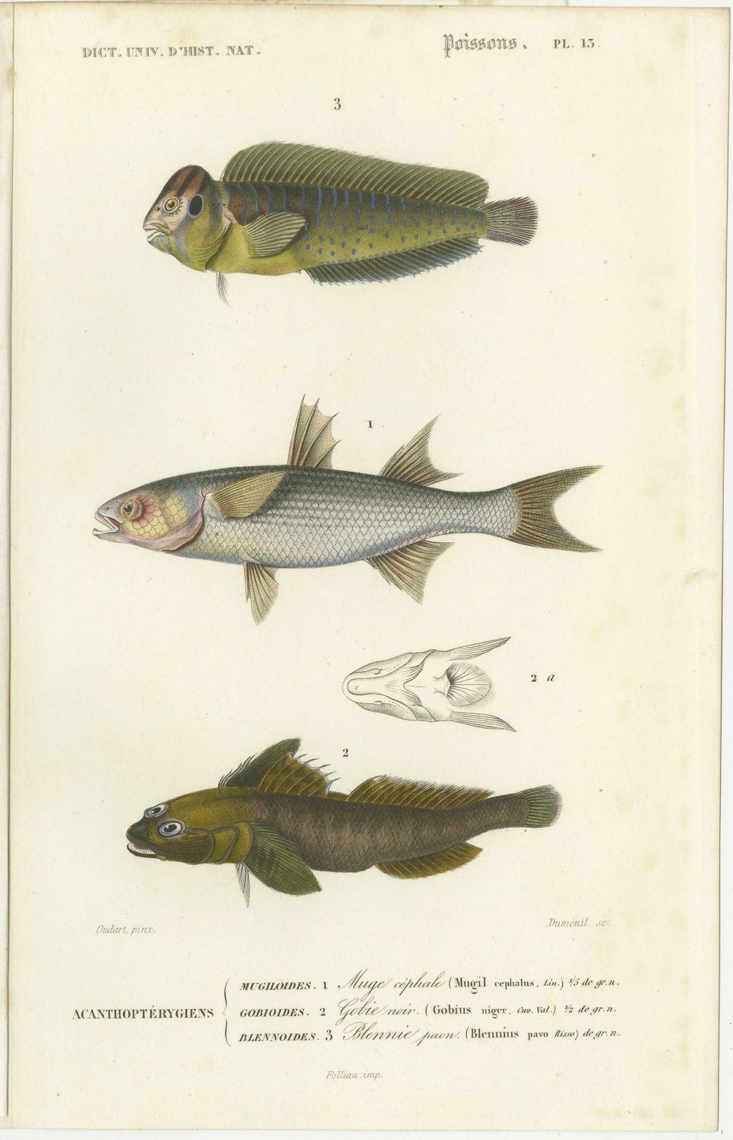 Set Of 9 Antique Print Of Various Fish Species photo for sale