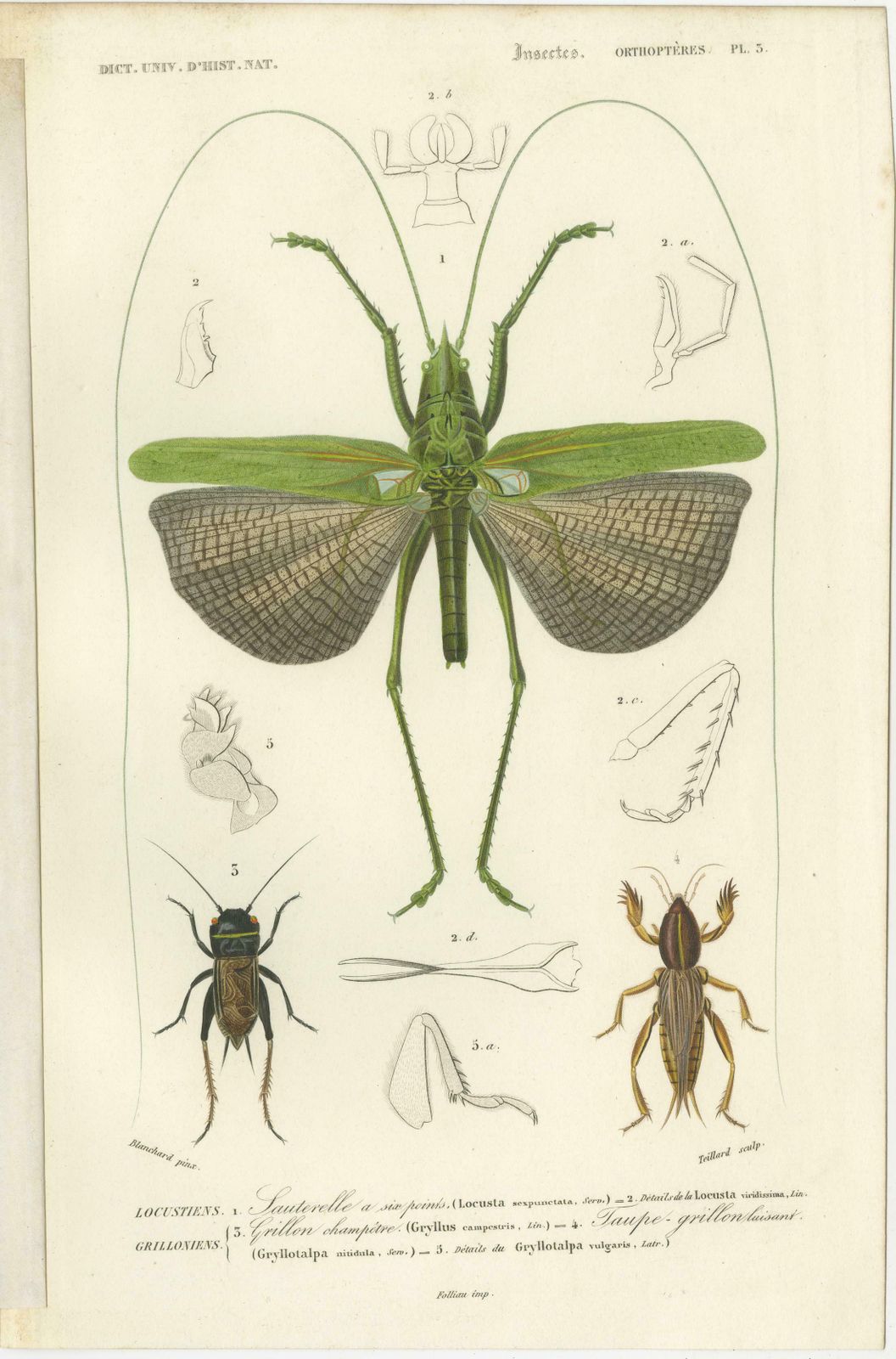 Set Of 7 Antique Prints Of A Grasshopper And Other Insects