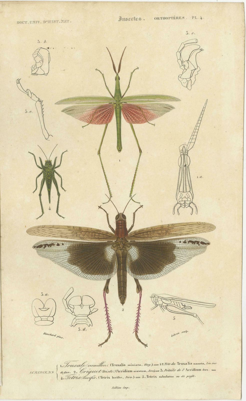Set Of 7 Antique Prints Of A Grasshopper And Other Insects photo furniture
