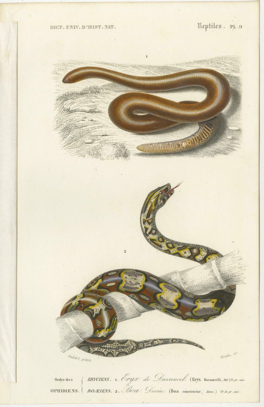 Set Of 7 Antique Prints Of An Egyptian Cobra And Other Snakes And Reptiles photo furniture