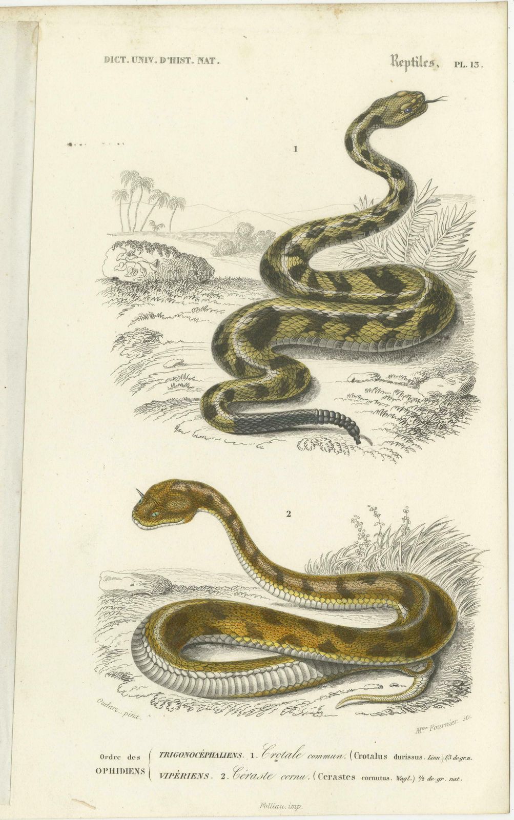 Set Of 7 Antique Prints Of An Egyptian Cobra And Other Snakes And Reptiles photo 983.0