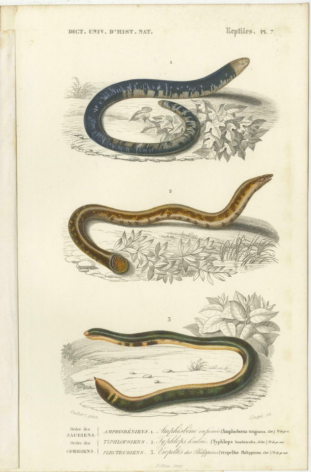 Set Of 7 Antique Prints Of An Egyptian Cobra And Other Snakes And Reptiles photo vintage
