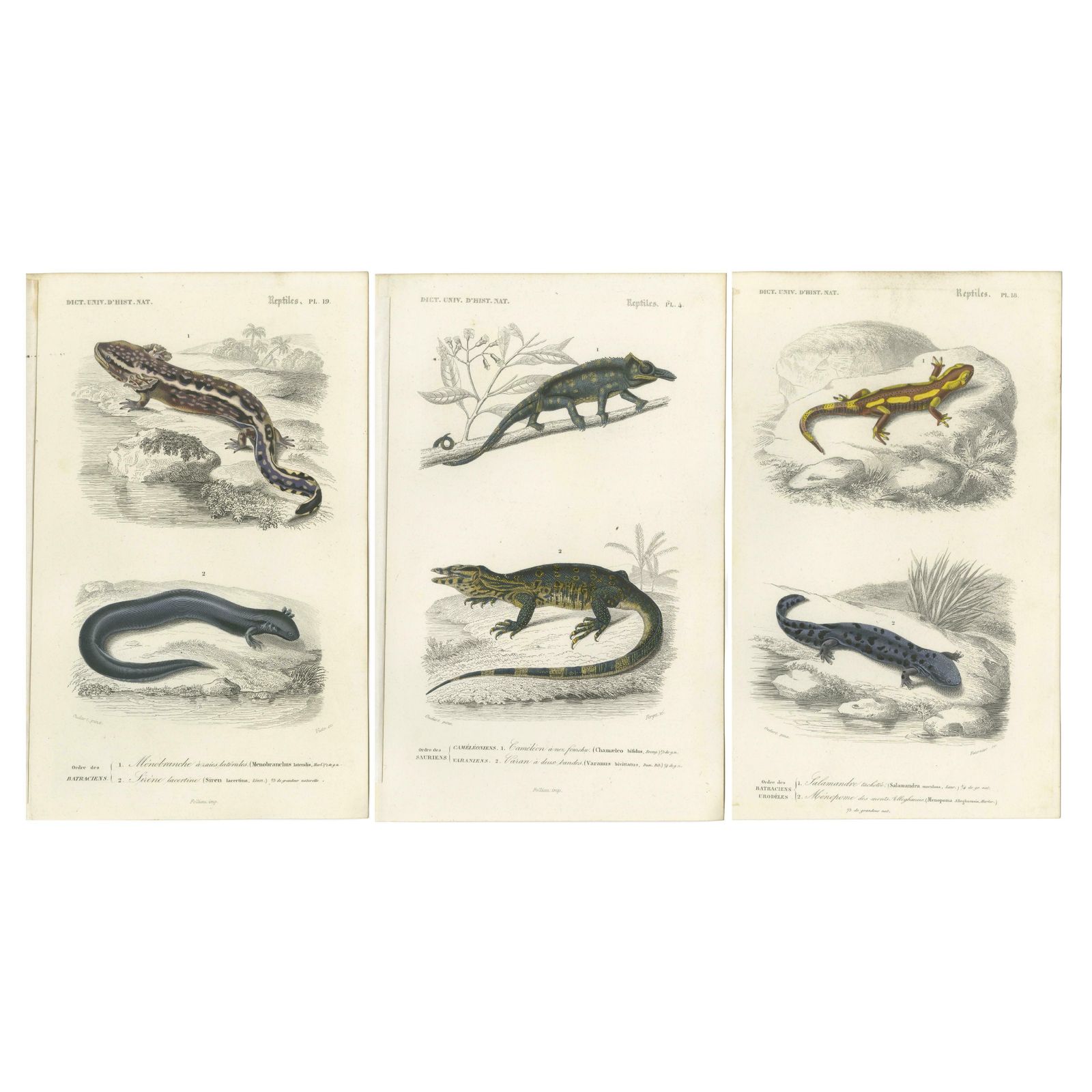 Set Of 3 Antique Prints Of A Chameleon And Other Reptiles