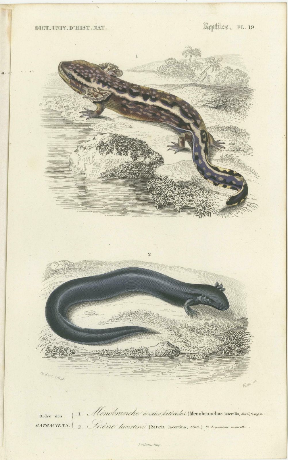 Set Of 3 Antique Prints Of A Chameleon And Other Reptiles photo Art